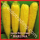 Benih Jagung Manis 