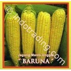 Benih Jagung Manis Baruna