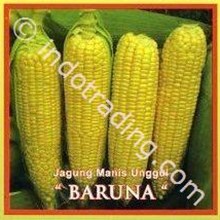 Benih Jagung Manis Baruna