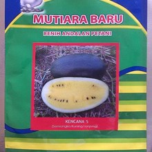 Benih Semangka Kuning 