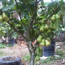 Bibit Buah - Bibit Jambu Deli (Supergreen)