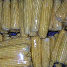 Jagung manis baret