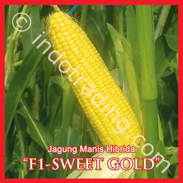 Sweet Corn Seeds "SWEET GOLD"