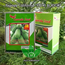 Benih Pepaya California  