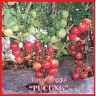 Tomato Seeds PUCUNG 1