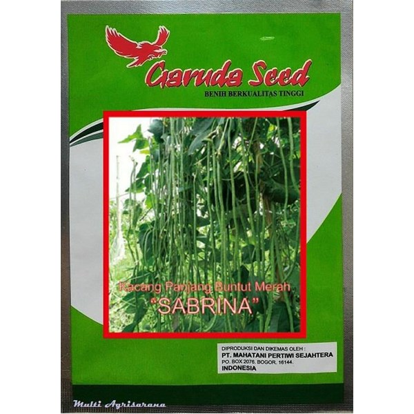 Seed Beans length "SABRINA" 