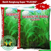 Benih kangkung 