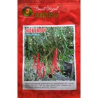 chilli seeds curly 1