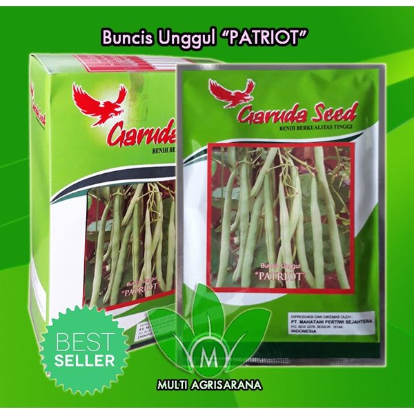 Black Beans Seed Varieties Excellence "Patriot" 