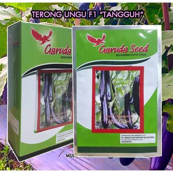 Hybrid Eggplant Seeds "F1-Tangguh"