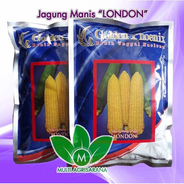 Sweet Corn Seeds "LONDON"