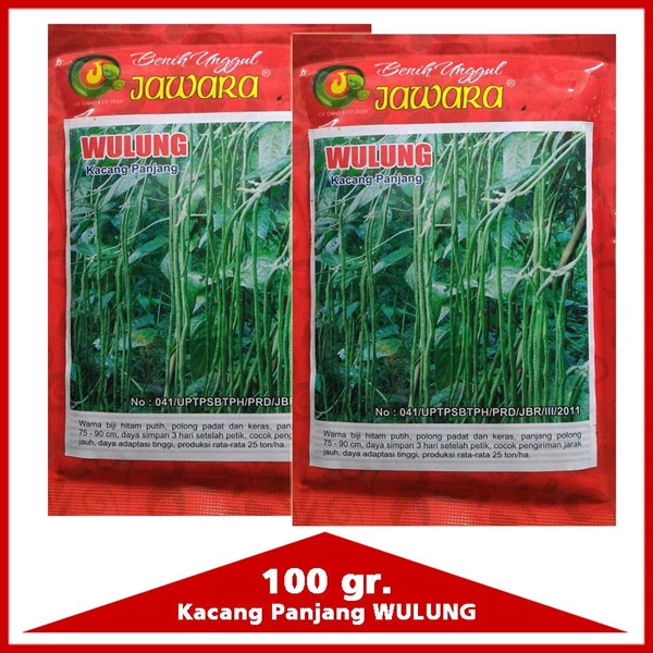 Seed Beans length 100 gram WULUNG