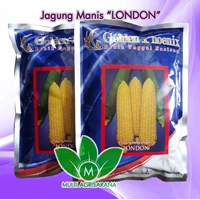 Benih Jagung Manis 